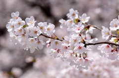 舞鶴公園の桜