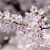 舞鶴公園の桜