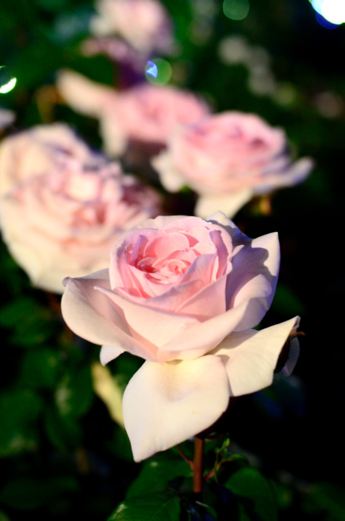 薔薇02