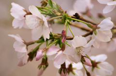 近所の桜