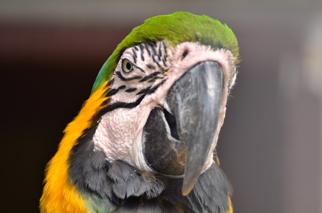 インコ