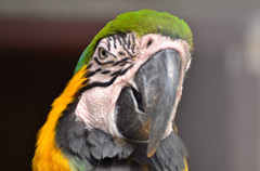 インコ