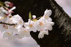 舞鶴公園の桜2