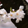舞鶴公園の桜2