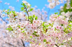 九州大学の桜その３