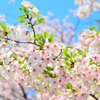 九州大学の桜その３