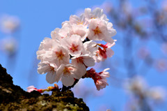 桜　満開前に試し撮り