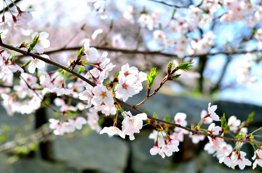 sakura