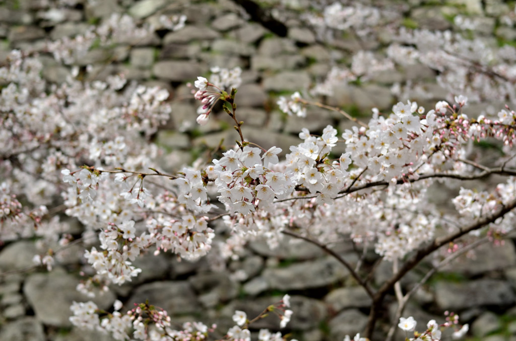 SAKURA