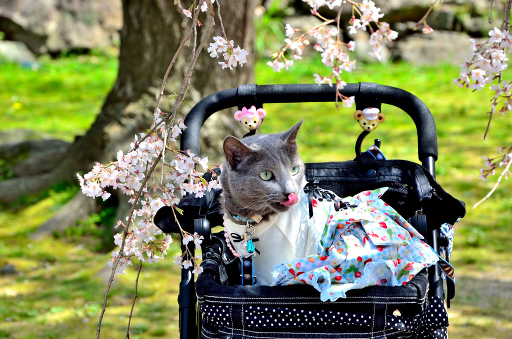 桜と猫