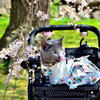 桜と猫