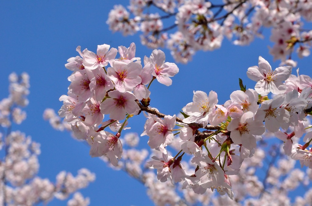 桜と青空その１