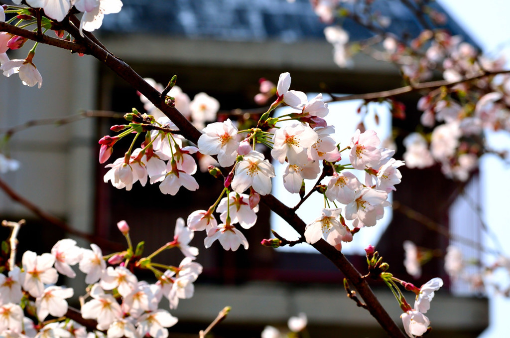 桜　満開前に試し撮り