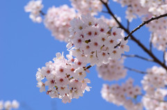 空と桜＠舞鶴公園