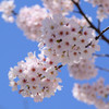 空と桜＠舞鶴公園