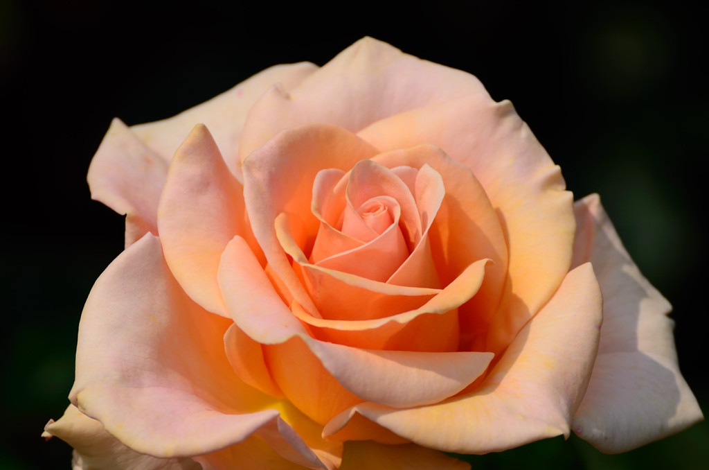 薔薇01