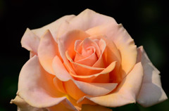 薔薇01