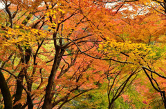 金鱗湖周辺の紅葉