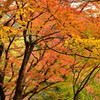 金鱗湖周辺の紅葉