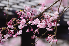 舞鶴公園の枝垂桜01