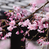 舞鶴公園の枝垂桜01