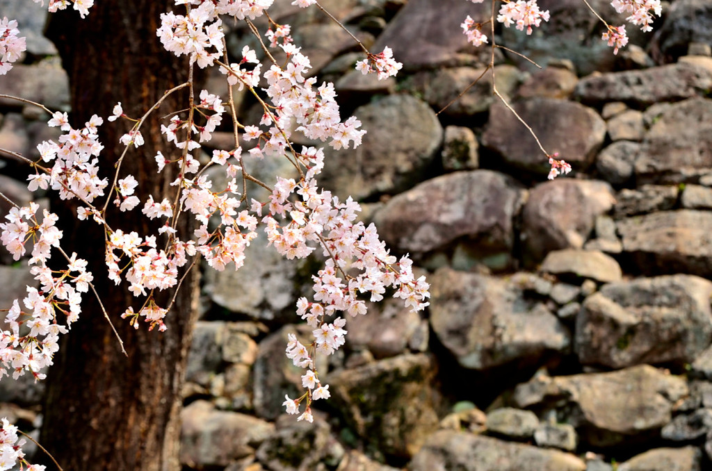 桜　満開前に試し撮り