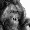 オランウータン