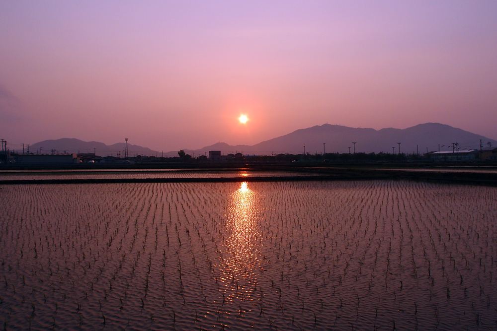 春の夕景