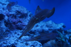 20110926　サンシャイン水族館１０