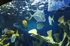 20110926　サンシャイン水族館１７