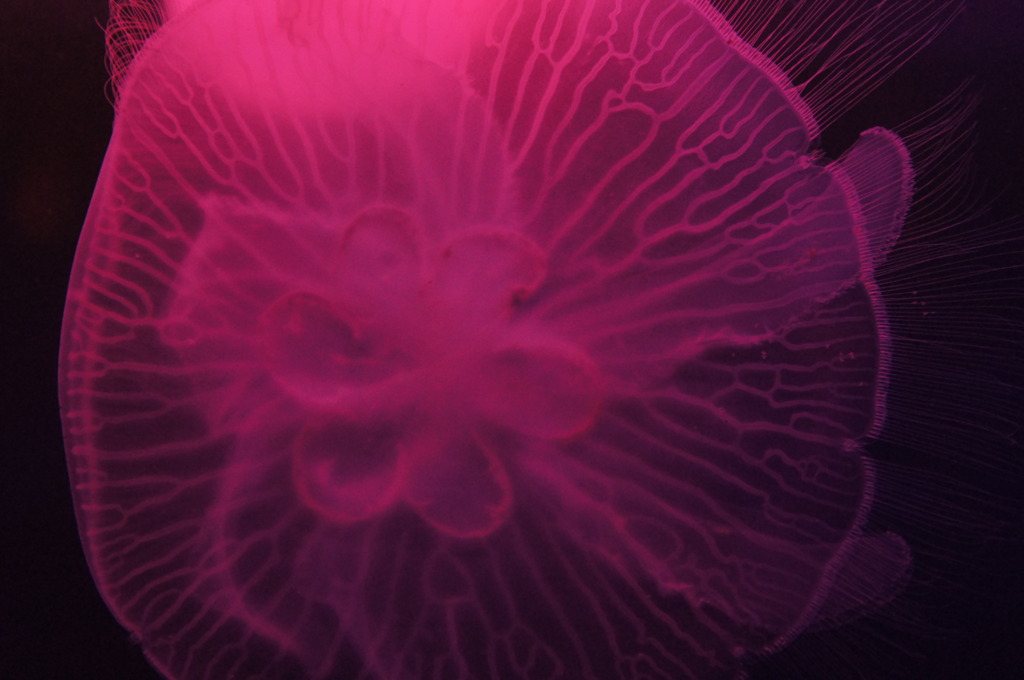 20110926　サンシャイン水族館１４