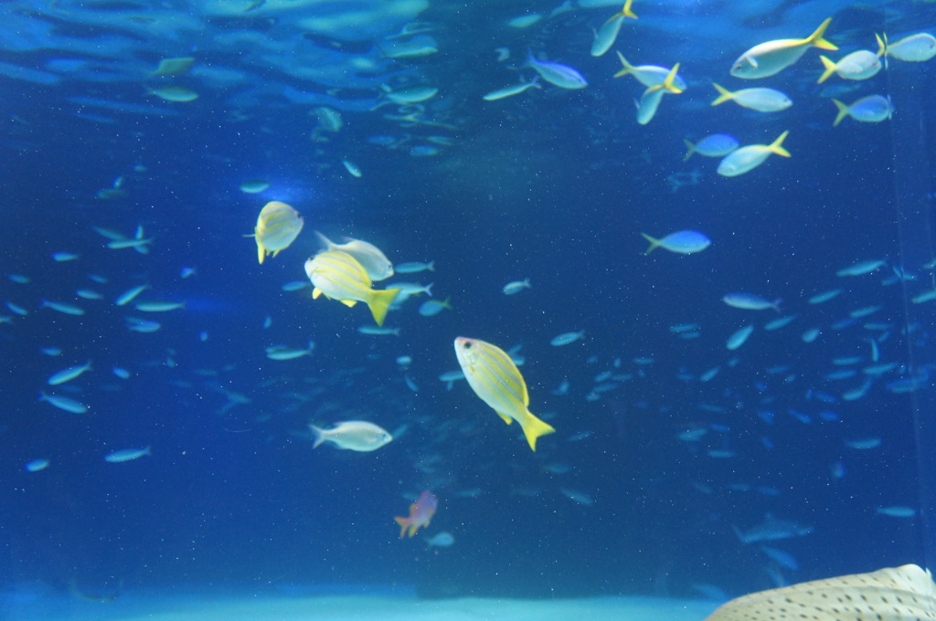 20110926　サンシャイン水族館２