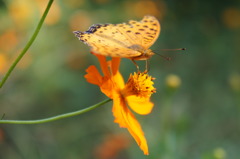花６