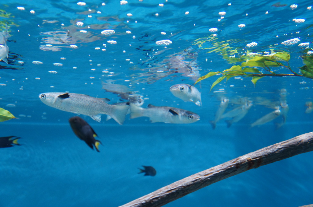 20110926　サンシャイン水族館１２