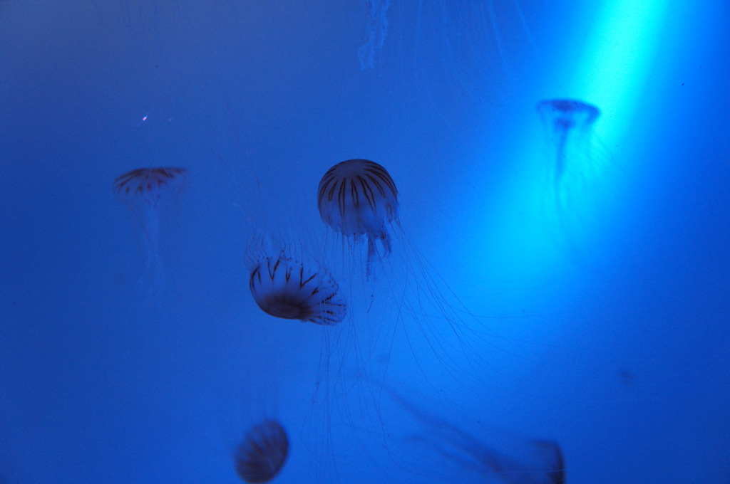 20110926　サンシャイン水族館８