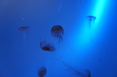 20110926　サンシャイン水族館８
