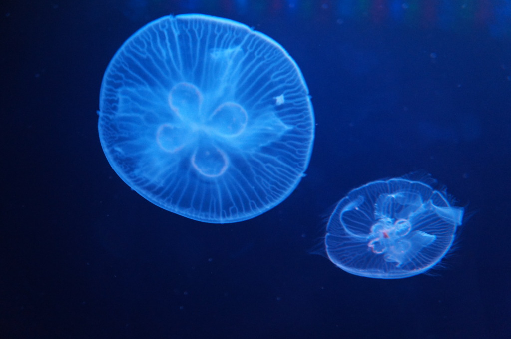 20110926　サンシャイン水族館７