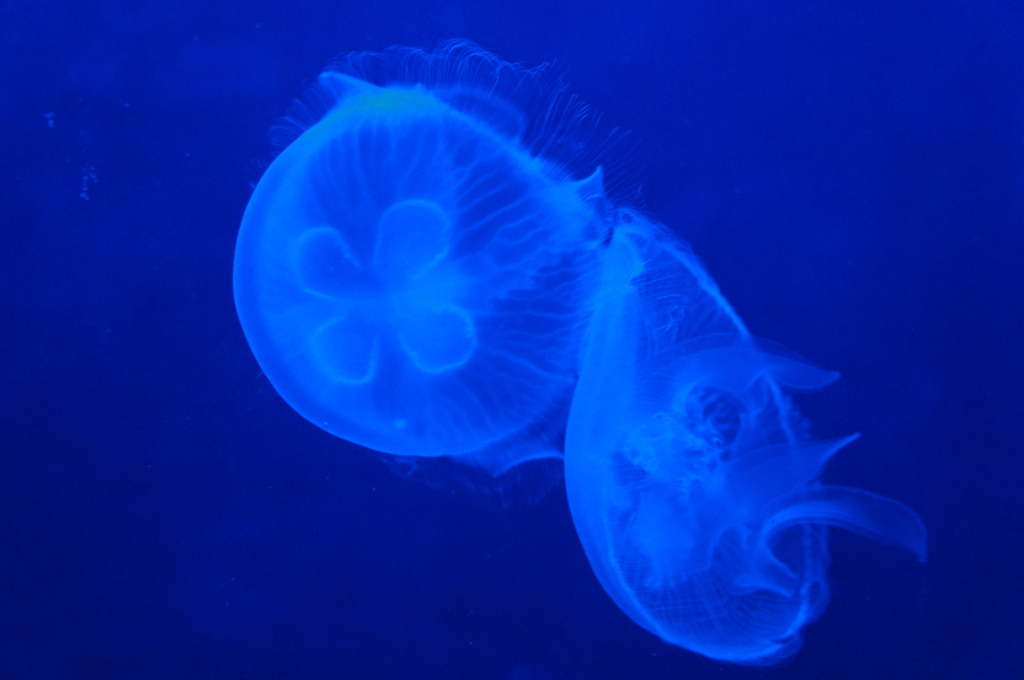 20110926　サンシャイン水族館４