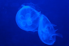 20110926　サンシャイン水族館４