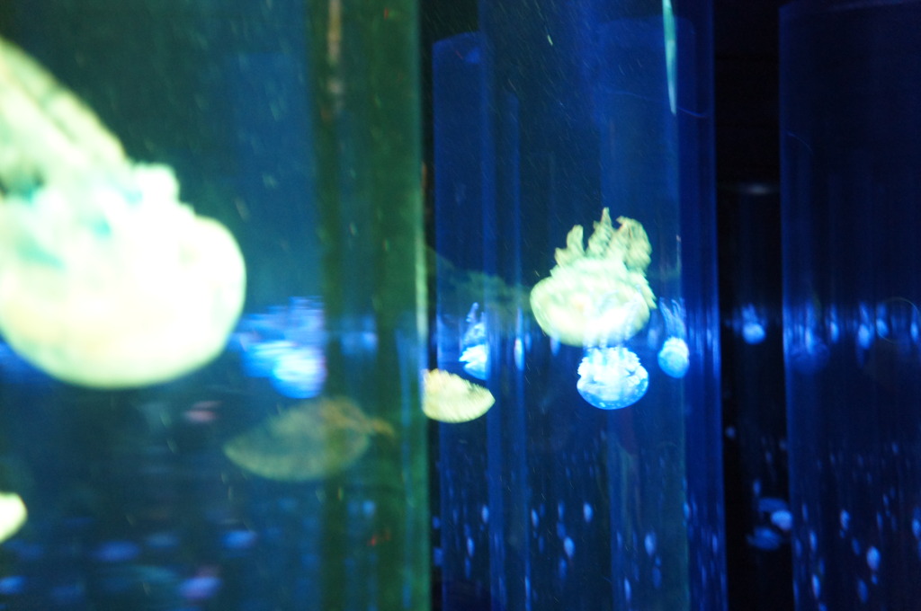 20110926　サンシャイン水族館９