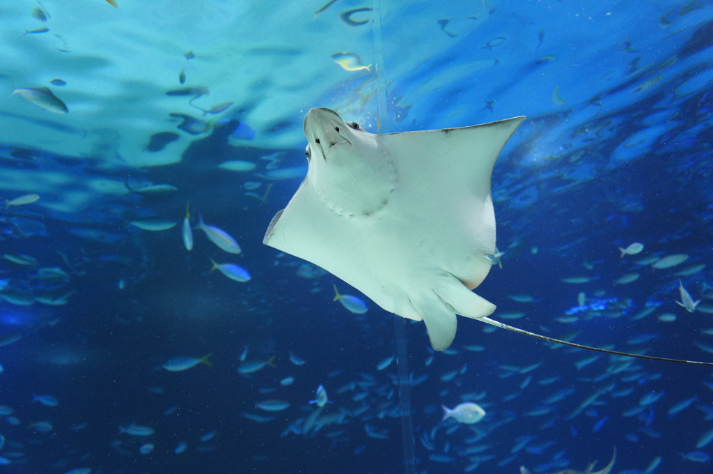 20110926　サンシャイン水族館３