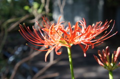 花１