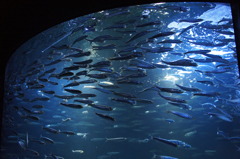 20110926　サンシャイン水族館１
