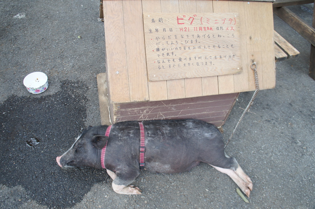 バテるミニブタ