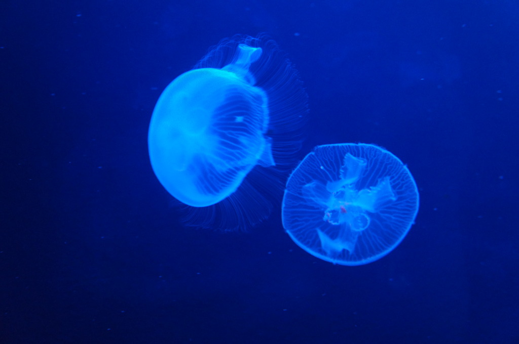 20110926　サンシャイン水族館６