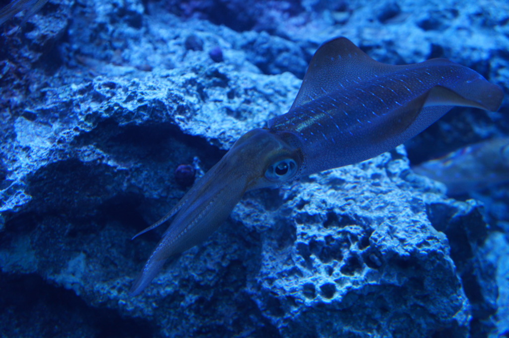 20110926　サンシャイン水族館１１