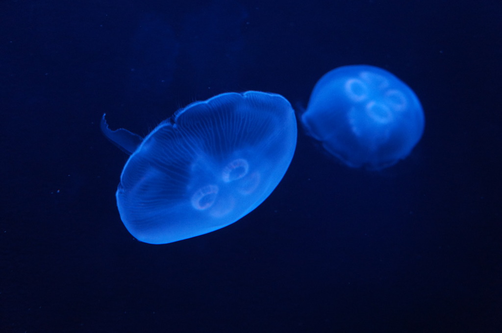 20110926　サンシャイン水族館５