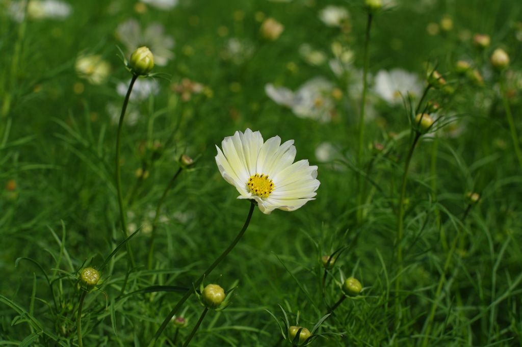 白いコスモス