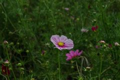 コスモス