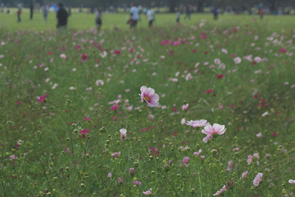 コスモス